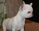 Собаки в Москве: Белый мальчик чихуахуа Мальчик, 35 000 руб. - фото 3