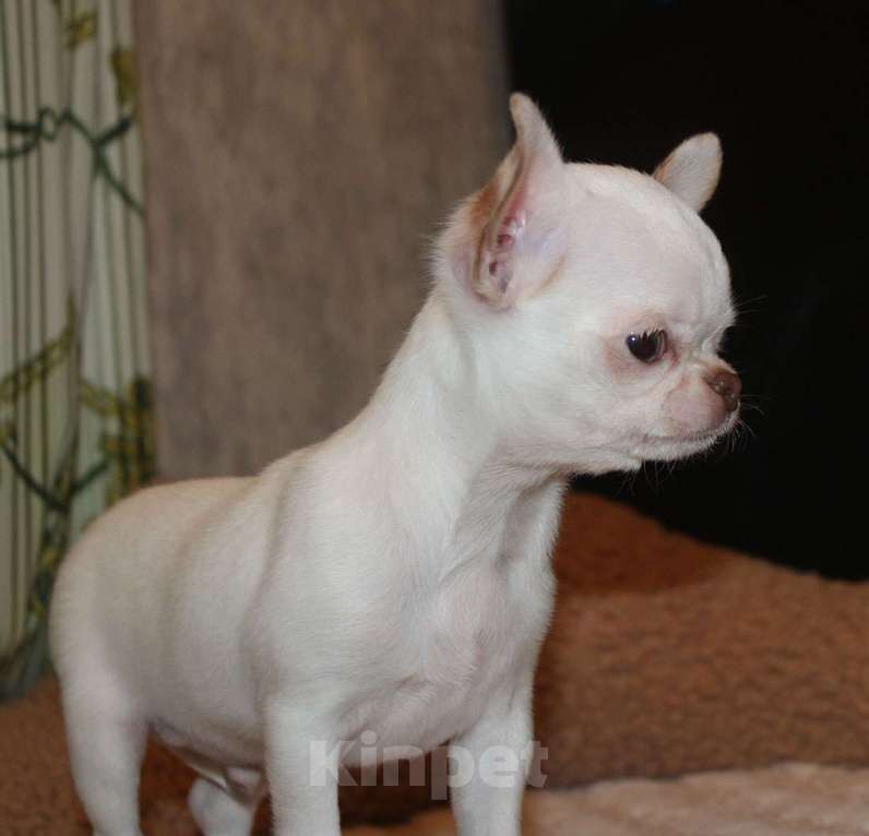 Собаки в Москве: Белый мальчик чихуахуа Мальчик, 35 000 руб. - фото 3