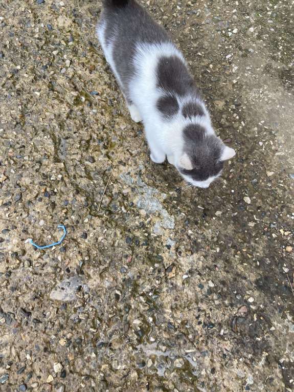 Кошки в Москве: Кот Мурзик Мальчик, Бесплатно - фото 3