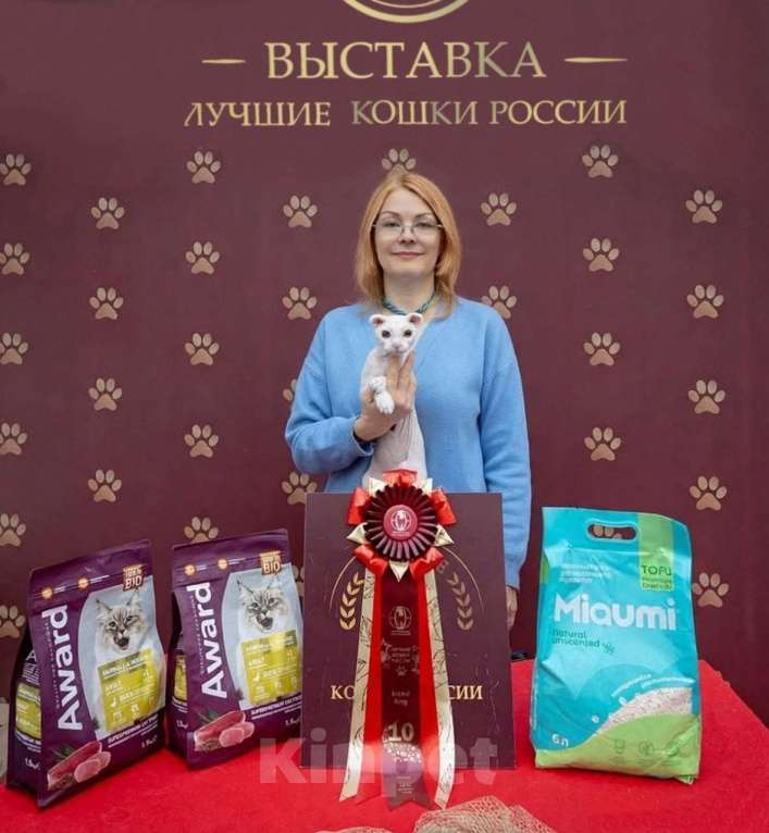 Кошки в Москве: Украинский левкой чистопродный. Документы Мальчик, Бесплатно - фото 6