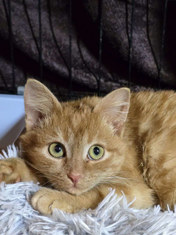 Кошки в Москве: Рыжая малышка Азара ищет дом Девочка, Бесплатно - фото 1