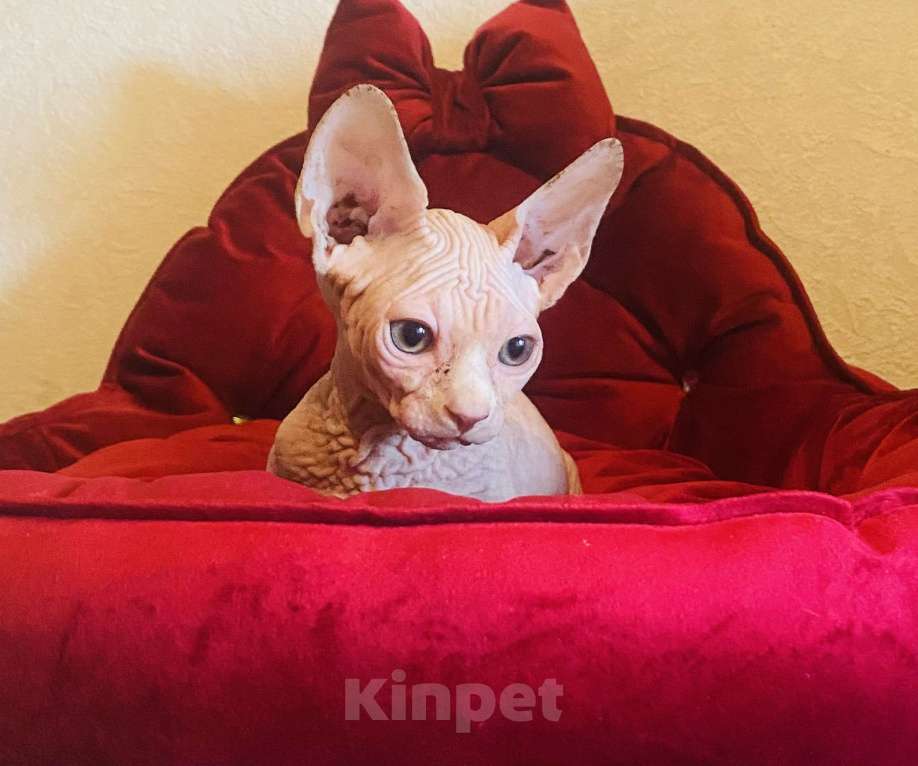 Кошки в Сочи: Бамбино Мальчик, 30 000 руб. - фото 5