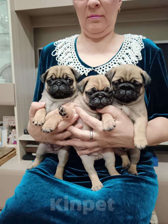 Собаки в Александрове: Абрикосовые мопсята. Мальчик, 70 000 руб. - фото 3