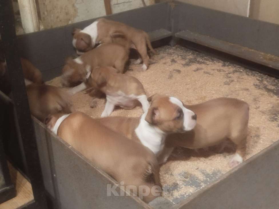 Собаки в Ростове-на-Дону: Малыши амстаффики Разнополые, 35 000 руб. - фото 4