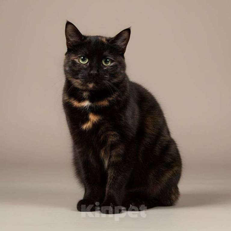 Кошки в Москве: Виртуальная фотосессия — единственный шанс найти дом для Яшмы, потому что она очень боится...  Девочка, Бесплатно - фото 1