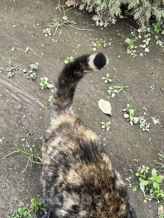 Кошки в Сочи: Булочка Девочка, Бесплатно - фото 2