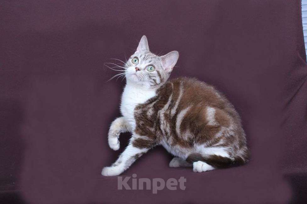 Кошки в Москве: Американский короткошерстный котёнок Мальчик, 60 000 руб. - фото 6