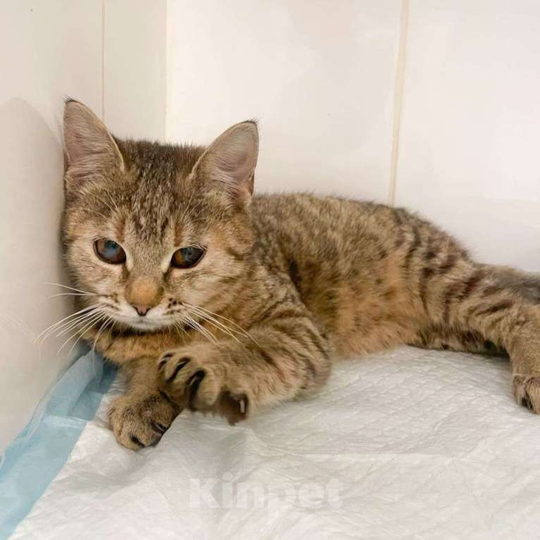 Кошки в Москве: "Полюбит ли меня кто-нибудь с такими глазками?" Девочка, Бесплатно - фото 2