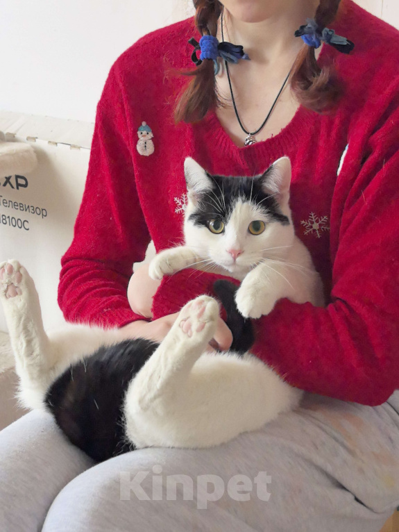 Кошки в Москве: Котик Федя ищет семью! Мальчик, Бесплатно - фото 6