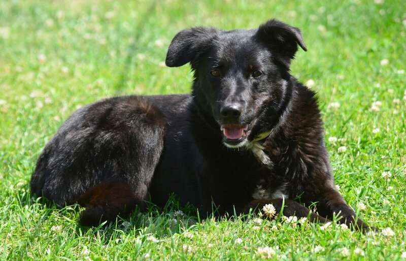 Собаки в Санкт-Петербурге: Герда в поисках самого верного друга. Девочка, Бесплатно - фото 3