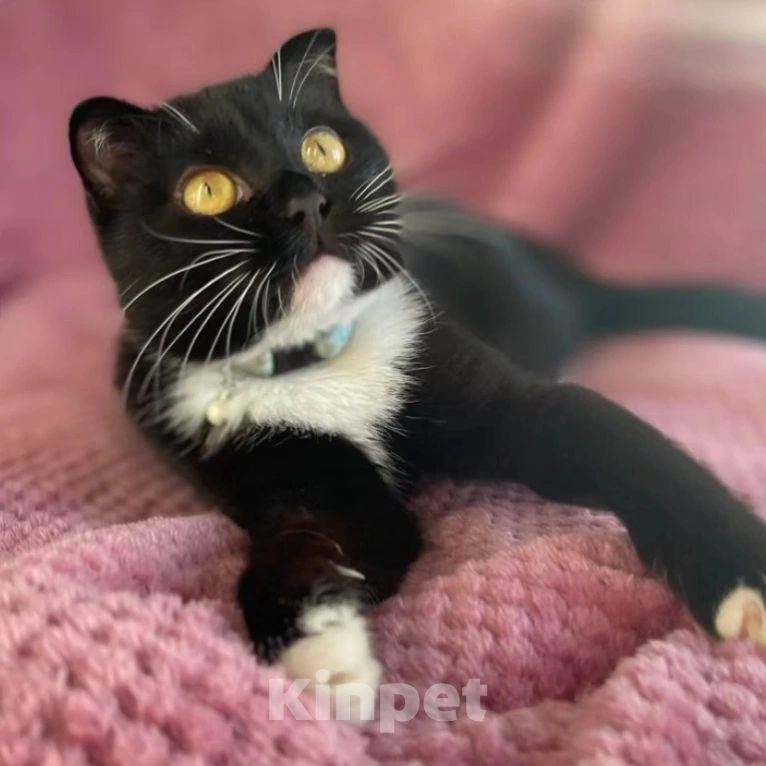 Кошки в Москве: Котик Фигаро в поисках семьи Мальчик, Бесплатно - фото 2