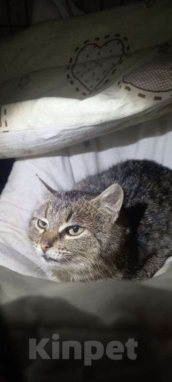 Кошки в Санкт-Петербурге: Кошка в добрые руки Девочка, Бесплатно - фото 3