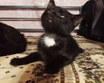 Кошки в Жуковском: Котята в добрые руки Мальчик, Бесплатно - фото 4