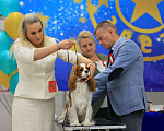 Собаки в Новосибирске: Предлагаю для вязки Мальчик, 40 000 руб. - фото 1