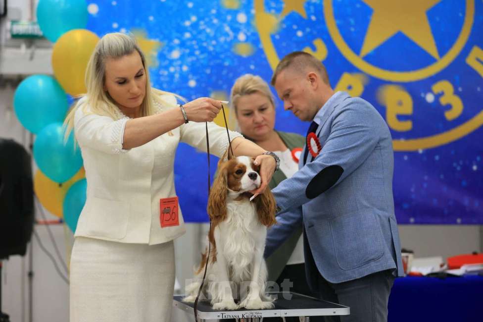 Собаки в Новосибирске: Предлагаю для вязки Мальчик, 40 000 руб. - фото 1