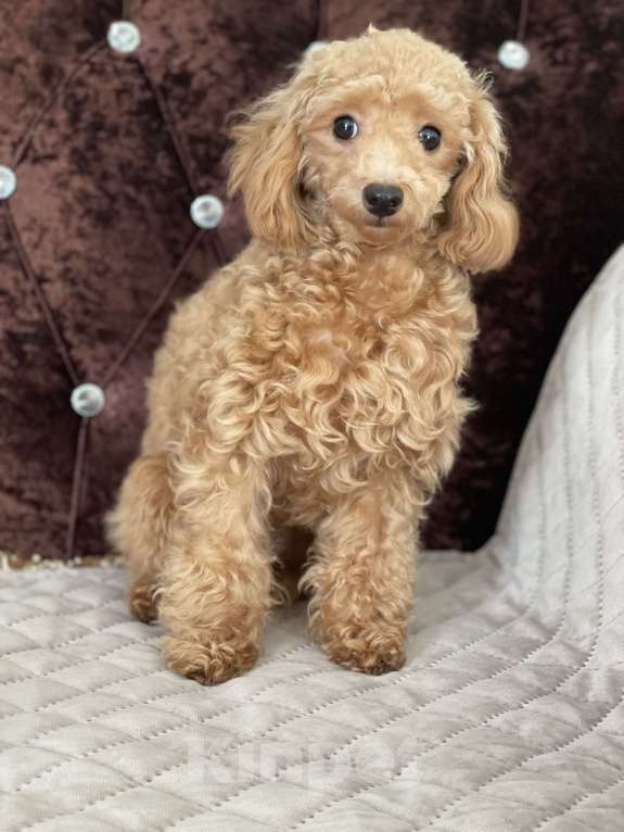 Собаки в Краснодаре: Девочка той-пудель мини Девочка, 120 000 руб. - фото 9