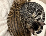 Кошки в Москве: Бенгальский котенок (девочка) Девочка, 35 000 руб. - фото 3
