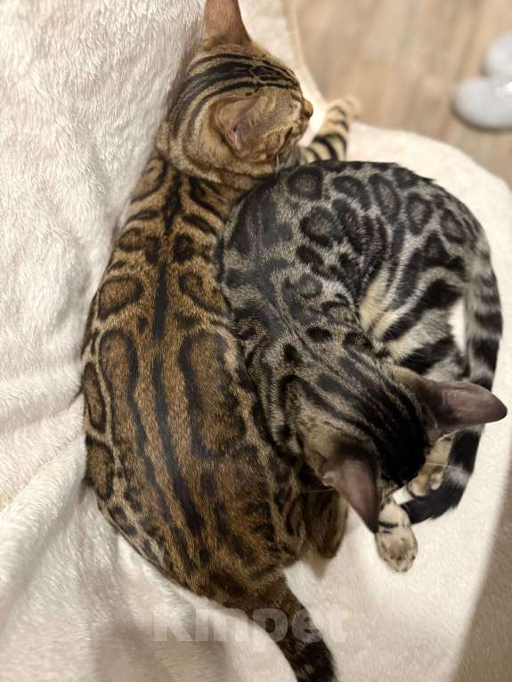 Кошки в Москве: Бенгальский котенок (девочка) Девочка, 35 000 руб. - фото 3