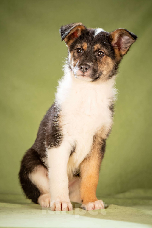 Собаки в Клине: Кокос - ласковый щенок Мальчик, Бесплатно - фото 2