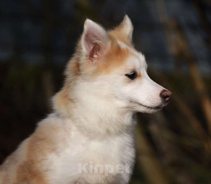 Собаки в Москве: Ненецкая оленегонная лайка, кобель Жгучий перчик. Мальчик, 60 000 руб. - фото 4