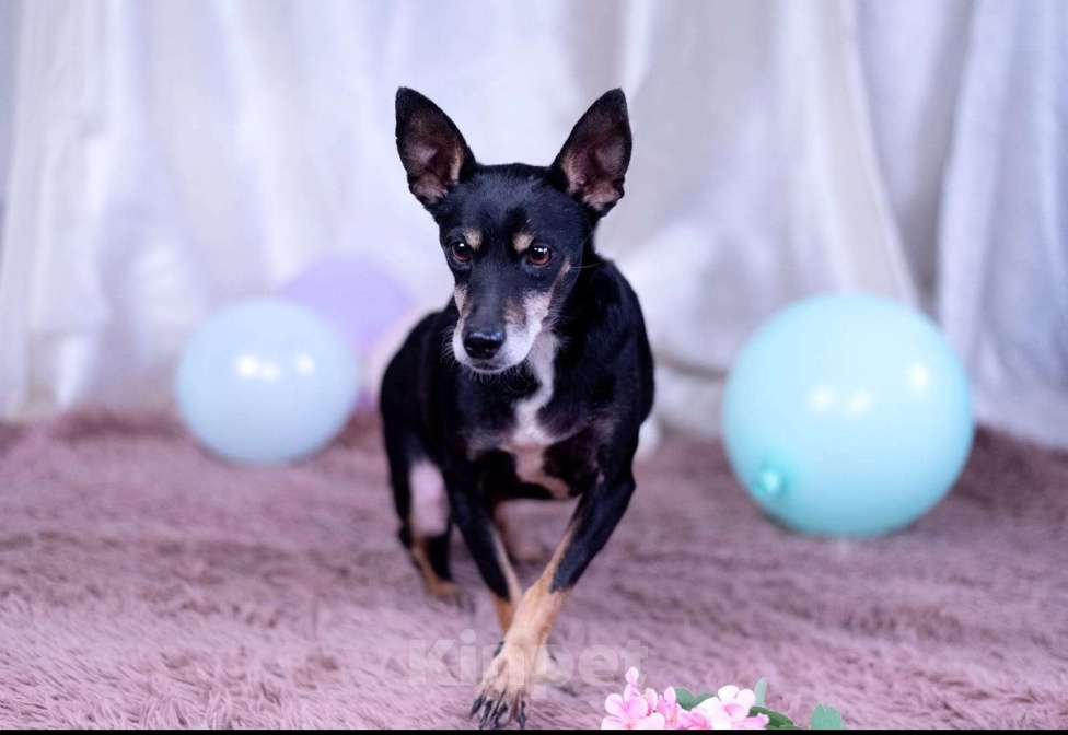 Собаки в Москве: Той терьер метис в дар Девочка, Бесплатно - фото 2