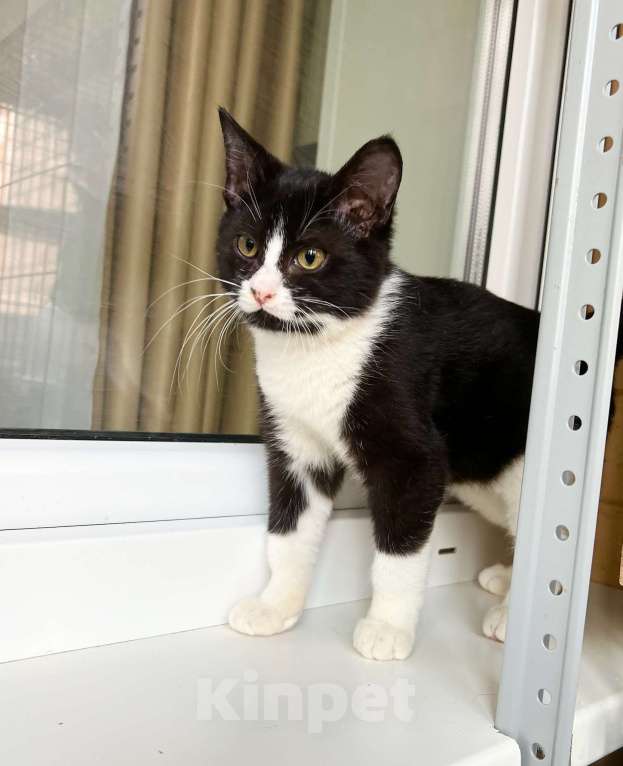 Кошки в Москве: Котенок Ляля - идеальный по характеру ребенок в добрые руки Девочка, Бесплатно - фото 9