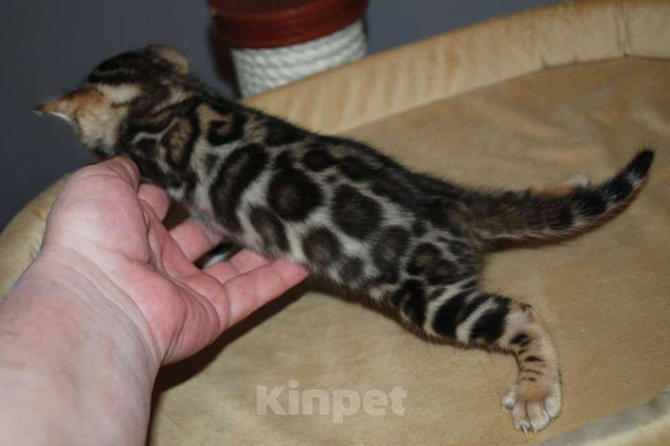 Кошки в Москве: Бенгальский котик  Мальчик, 70 000 руб. - фото 1