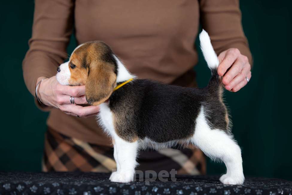 Собаки в Москве: Щенок Бигля питомник РКФ Мальчик, 70 000 руб. - фото 4