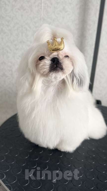 Собаки в Смоленске: Мини малыш Мальчик, 75 000 руб. - фото 3