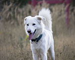 Собаки в Красноармейске: Собака ищет дом Мальчик, Бесплатно - фото 4