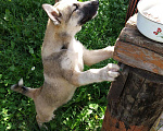 Собаки в Москве: Отдам щенка в хорошие руки., Бесплатно - фото 9