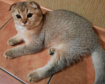Кошки в Новокубанске: Чистокровный шотландец, 10 000 руб. - фото 2