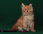 Кошки в Калуге: Румяный рыжий Рыжик. Котенок 2 мес в добрые руки. Мальчик, Бесплатно - фото 7