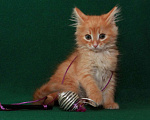 Кошки в Калуге: Румяный рыжий Рыжик. Котенок 2 мес в добрые руки. Мальчик, Бесплатно - фото 9