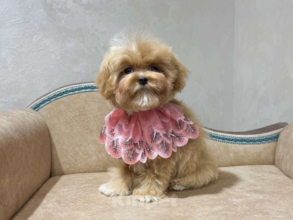 Собаки в Москве: Продается щенок Мальтипу девочка Девочка, 140 000 руб. - фото 1