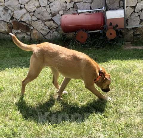 Собаки в Санкт-Петербурге: Красивая Марта Девочка, Бесплатно - фото 5