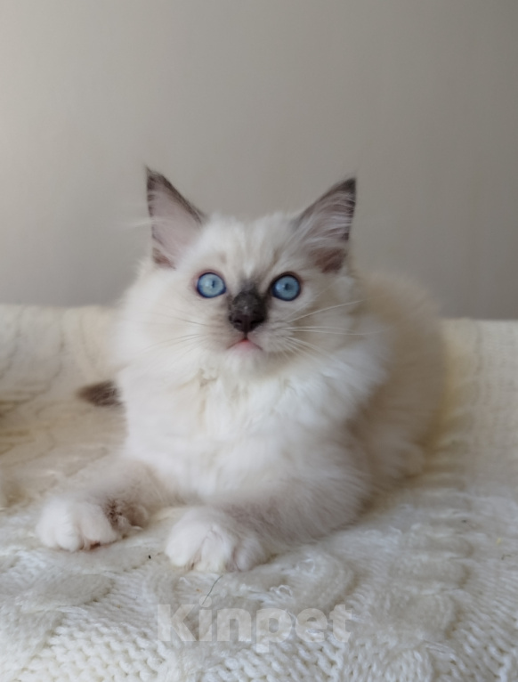 Кошки в Москве: Регдолл котенок котик Мальчик, 65 000 руб. - фото 1