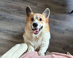 Собаки в Санкт-Петербурге: Продам Корги Пемброк Мальчик, Бесплатно - фото 1
