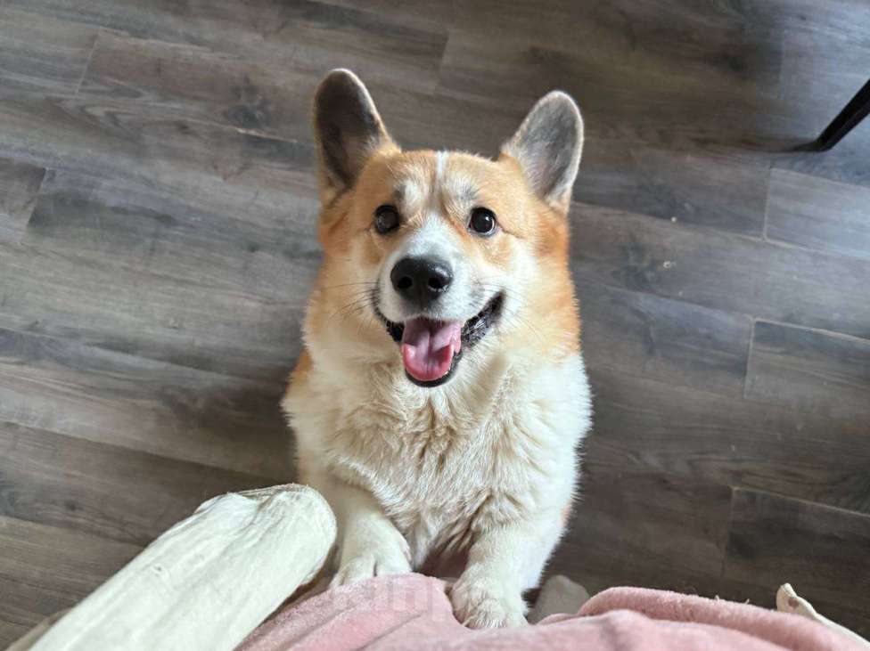 Собаки в Санкт-Петербурге: Продам Корги Пемброк Мальчик, Бесплатно - фото 1