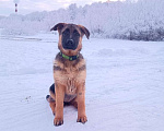 Собаки в Раменском: Флора Девочка, 500 руб. - фото 4