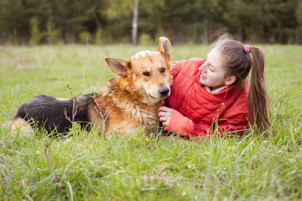 Собаки в Москве: Немецкая овчарка в дар Мальчик, Бесплатно - фото 8