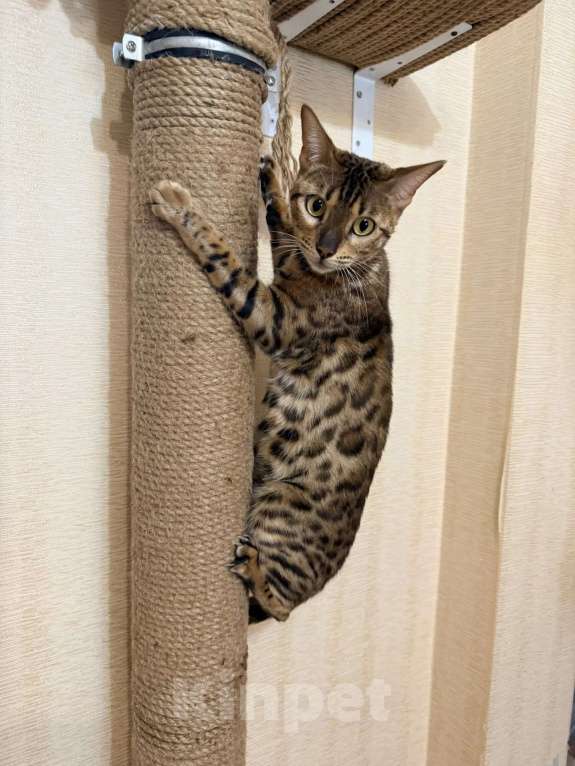 Кошки в Новосибирске: Бенгальский котенок Девочка, Бесплатно - фото 8