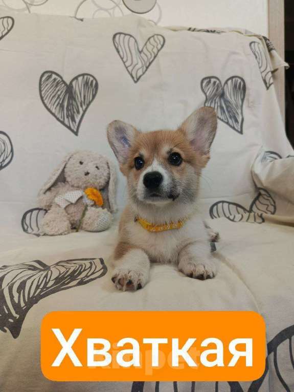 Собаки в других городах Краснодарского края: Щенки  Мальчик, 50 000 руб. - фото 3