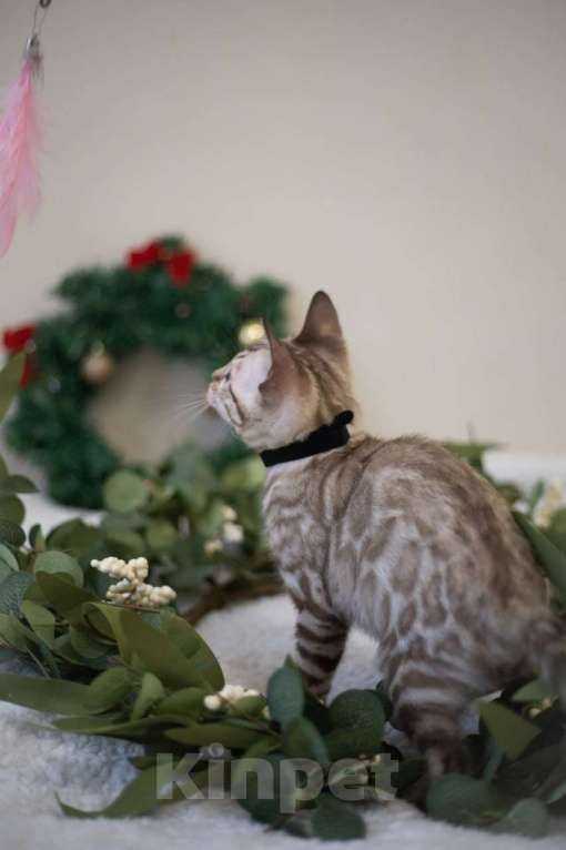 Кошки в Нижнекамске: Атлас Мальчик, Бесплатно - фото 10