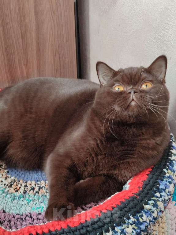 Кошки в Москве: Вязка с шоколадным красавцем Мальчик, 3 000 руб. - фото 3