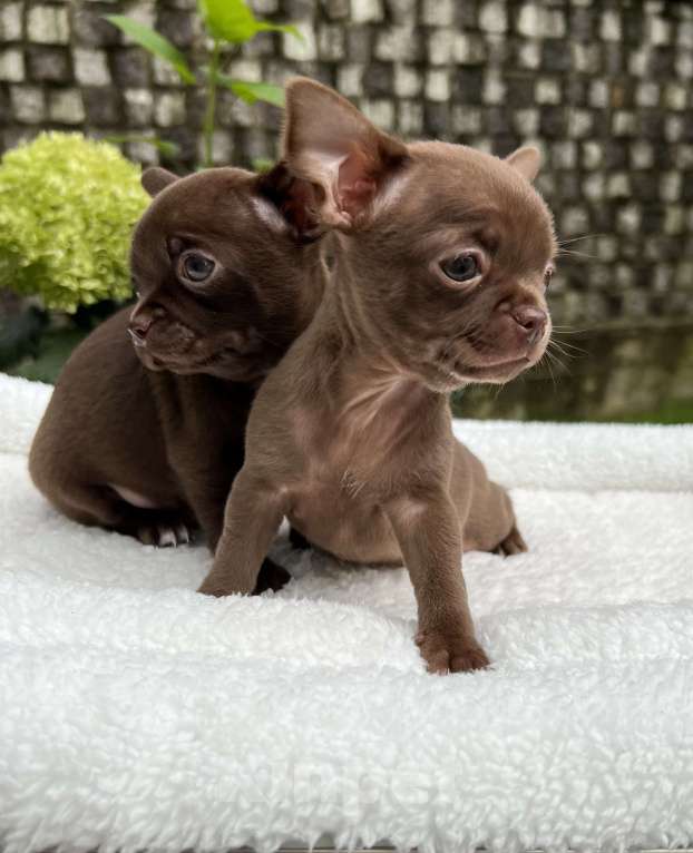 Собаки в Москве: Шоколадные чихуахуа Мальчик, 65 000 руб. - фото 7