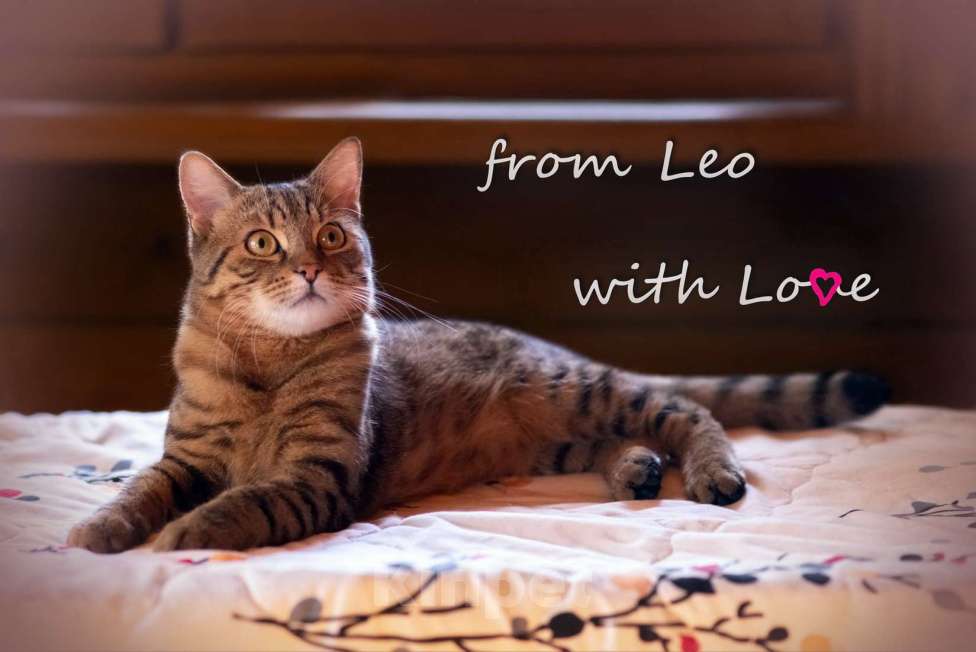 Кошки в Москве: Лео - полосатый молодой котик в добрые руки Мальчик, 50 руб. - фото 1