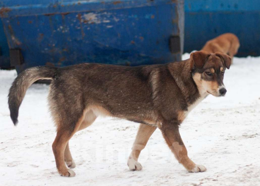 Собаки в Москве:  Собачка добрые и любящие руки . Мальчик, Бесплатно - фото 3