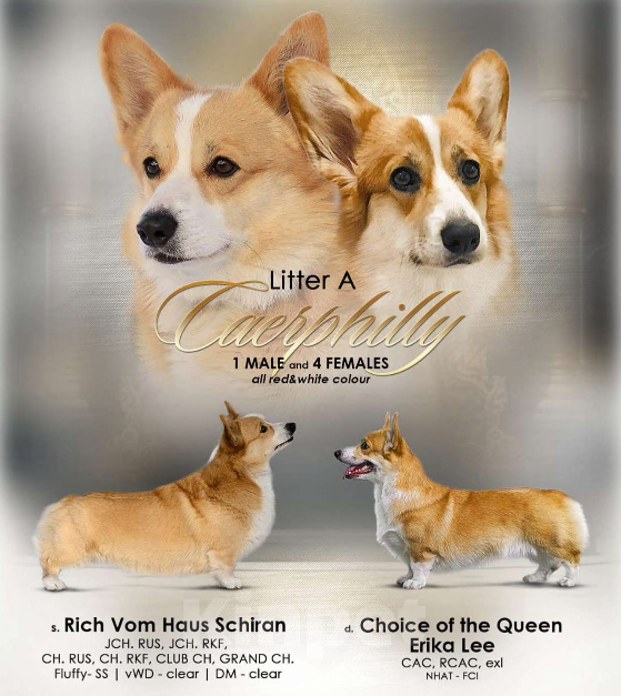 Собаки в Липецке: Щенок Вельш Корги Пемброк Девочка, 60 000 руб. - фото 9