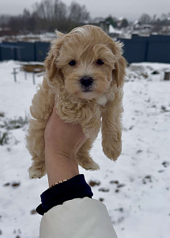 Мальтипу ф1 мальчик